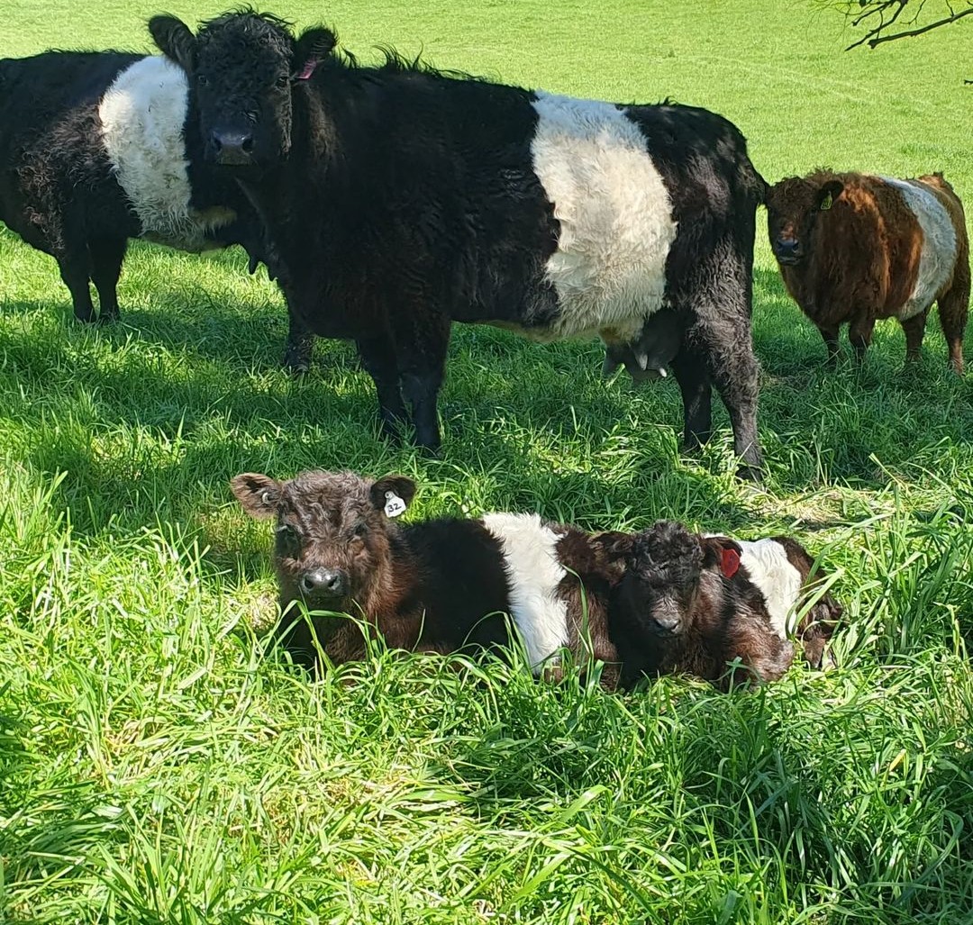 Beautiful Belted Galloway cattle for sale